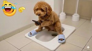 Самые смешные кошки и собаки. Забавные животные