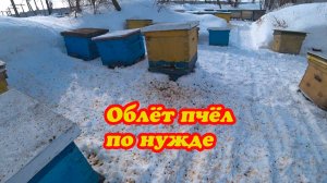 ВЫСТАВИЛИ ПЧЕЛОСЕМЬИ, ОБЛЁТ ПО НУЖДЕ, ПОКРАСКА МАГАЗИНОВ