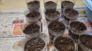 СЕЮ ТОМАТЫ ТОЛЬКО ТАК!ВСХОДЫ НА 2Й ДЕНЬ!