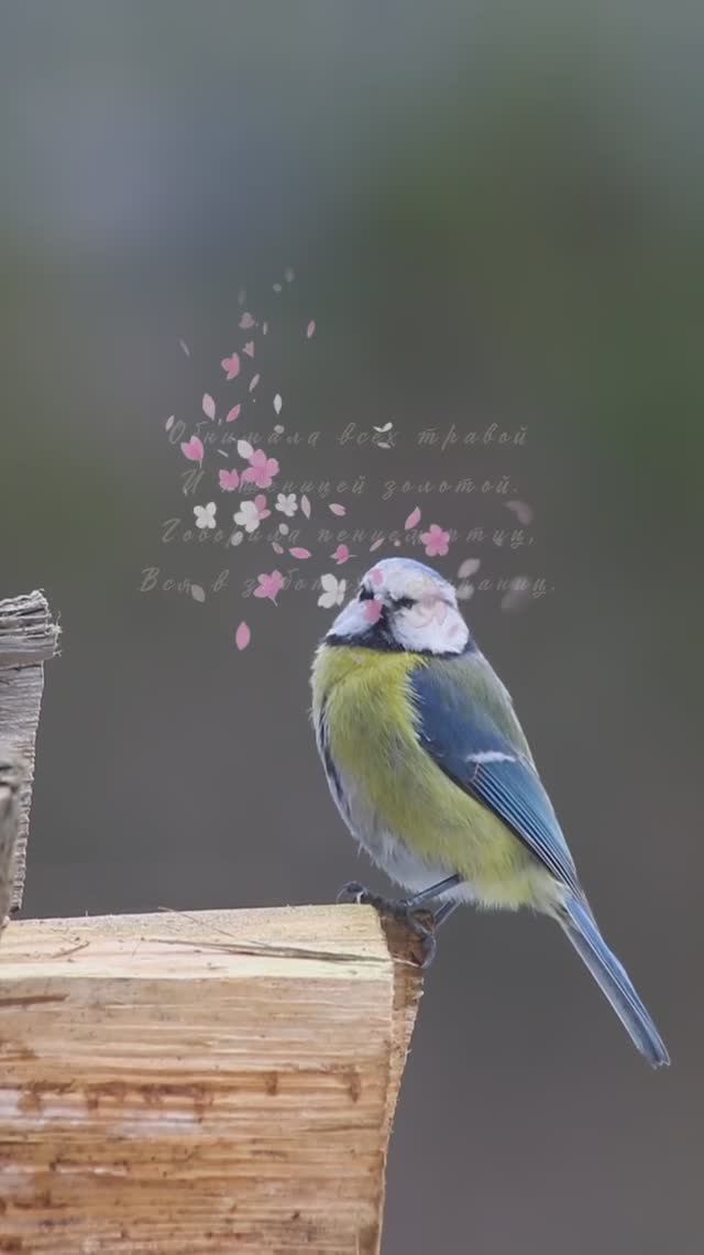 Земля-матушка | 3XLove | На всех музыкальных площадках