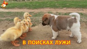 Щенок и Утята в поисках Лужи на прогулке