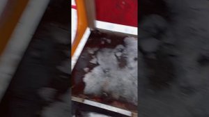 ааа мы нашли сереноголового