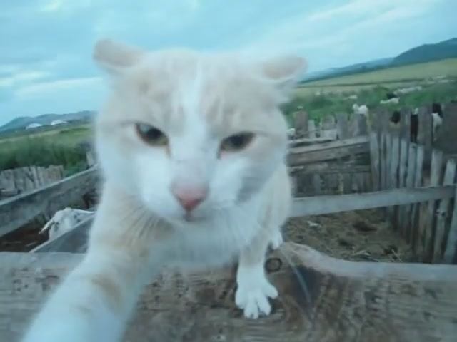 Ты, Вася, наглец!