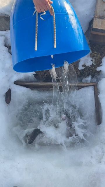 Ежедневный запуск форели