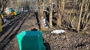 Пошла первая пыльца 13 марта