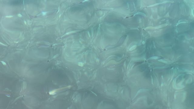 🇭🇷🇭🇷 Рыбки в Атлантическом море 🇭🇷🇭🇷