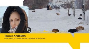 Бездомные собаки держат в страхе жителей Алейска