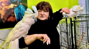 Два какаду Жора и Кеша ревнуют меня и требуют каждый для себя внимания!!!