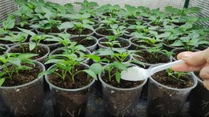 Обязательная подкормка рассады после пикировки