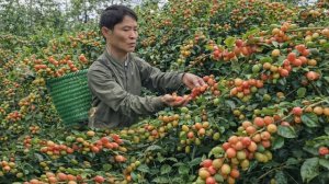 Собрал урожай дикого унаби, огромную корзину. Веду хозяйство на ферме. Жизнь во Вьетнаме