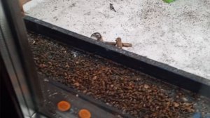 пятничный обед