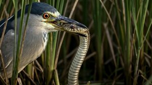 Попался, земляной червяк!