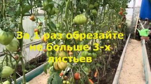 Помидоры больше не трескаются! Теперь я знаю, что нужно делать