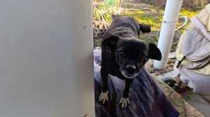 Вкусняшки для хвостиков