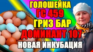 С чего НАЧИНАЕТСЯ инкубация, ОСНОВНЫЕ моменты.