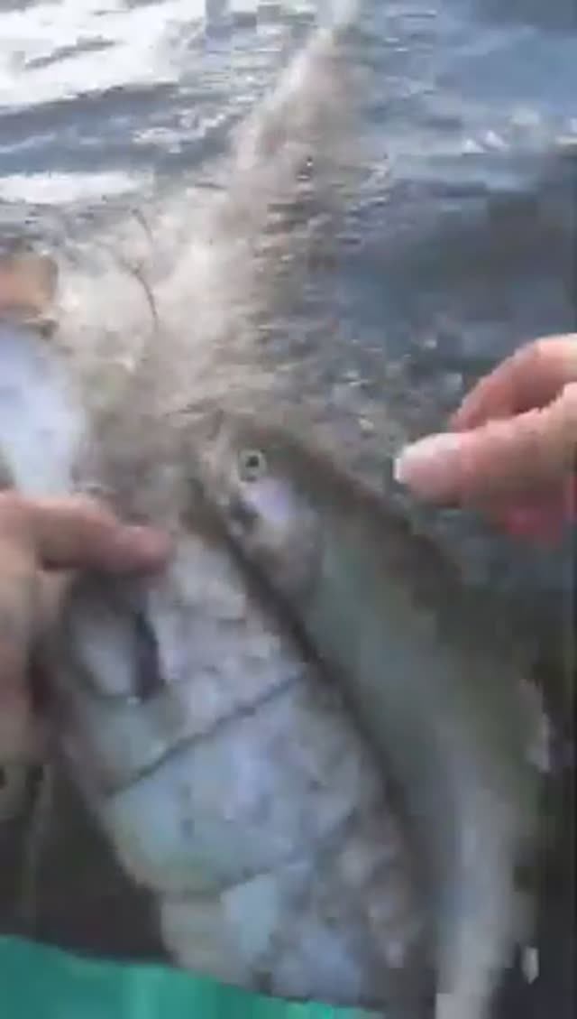 ПОПАЛИСЬ ДВЕ КРАСНЫХ РЫБЫ СРАЗУ! Shorts