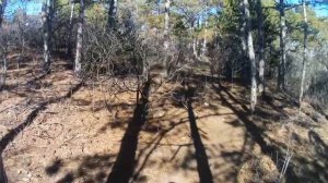 Прогулка в лесу