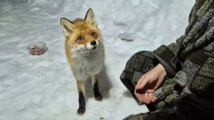 (1238) Лиса приходит в гости. м
Март 2026