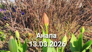 Анапа 13.03.2026