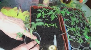 ПОСЕВЫ 2026-72. Пикирую рассаду томатов методом "ЗАСЫПКИ".