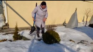 ЖИЗНЬ В СЕЛЕ:ОТКОПАЛА СВОИХ КРАСАВИЦ