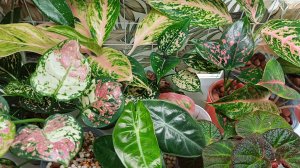 Комнатные растения🌿❤️ Весенний обзор продолжается...☀️🪴😉