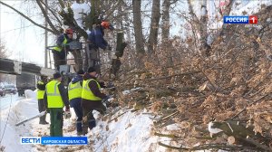 В Кирове началась масштабная обрезка деревьев