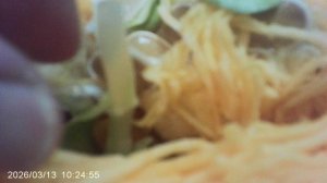 Обзор семян тыквы проросших прямо во утробе тыквы, как в земле