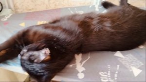 Аришка загорает!