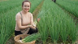 Собираю зеленый лук и папайю, выращенные на своей ферме без химикатов, для продажи на рынке. Энн Ли