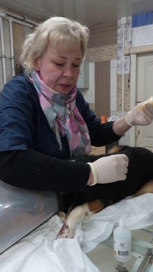 Витька Барбоскин: маленький ласковый пёсик ищет дом