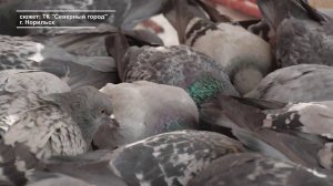 ПЕРНАТЫЕ ОККУПАНТЫ