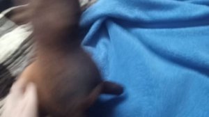 История и Победа Коронавируса