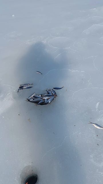 Рыбалка на озере Лохово 13 марта.