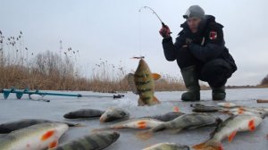 МОЙ БОЛТ КОСИТ РЫБУ ТОННАМИ. КРУПНЫЙ ОКУНЬ НА БОЛТ - ШЕСТЁРКА.