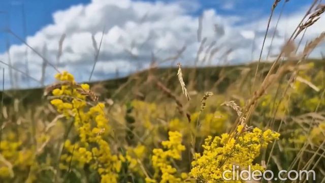 А ДУШОЮ Я ТАМ...  На стихи Розы Сиротиной