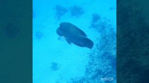 Хранители рифа:гигантская мурена и огромный Наполеон! Park Regency Sharm El Sheikh Resort!