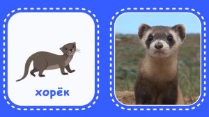 Лесные животные. Логопедические карточки для малышей. Учим животных по карточкам Домана