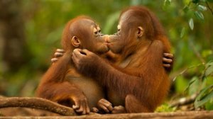 Телячьи нежности