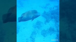 Красавец! Величественный и прелестный! Park Regency Sharm El Sheikh Resort!