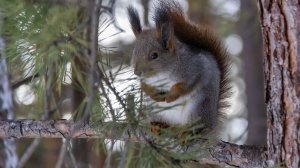 Фотосессия с белочкой за орешки
