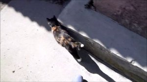 ч.11 Восточный