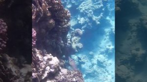 Прогулка по рифу с татуированным чуваком, он же - расписной алутер, он же - напильник! Park Regency