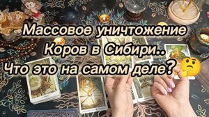 Массовое уничтожение коров в Сибири.. Что это на самом деле?