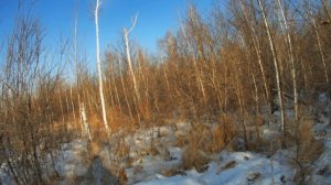 Как я за зайцем ходил!.wmv