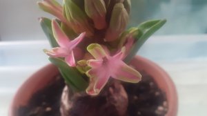 13.03.2026 Небольшой дневной обзор растений.