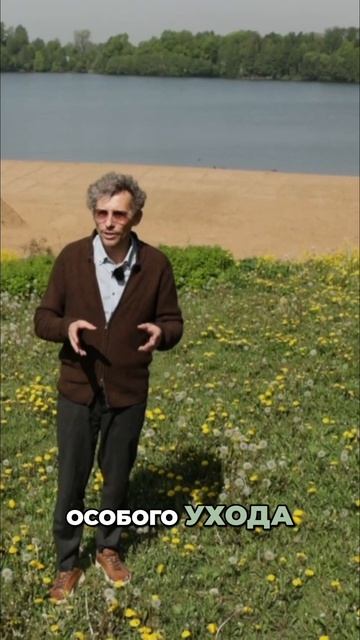 Защитите сад. Как остановить инвазивные растения