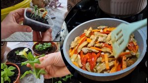 Пикирую баклажаны черенкую цветы. Фунчоза и простейший салат с кальмаром. Он её одолел!