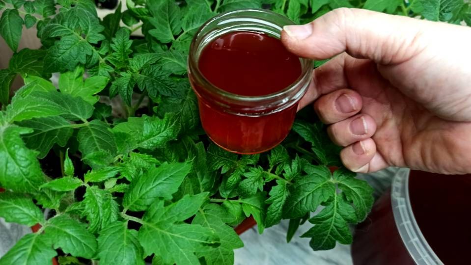 РАССАДУ Подкармливаю НАТУРАЛЬНЫМ Удобрением для сильных корней толстых стеблей и большого урожая