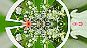 С Днём Рождения 5! Ландышевая Сказка от Киностудии Мудрого Кота Тимофея!!!